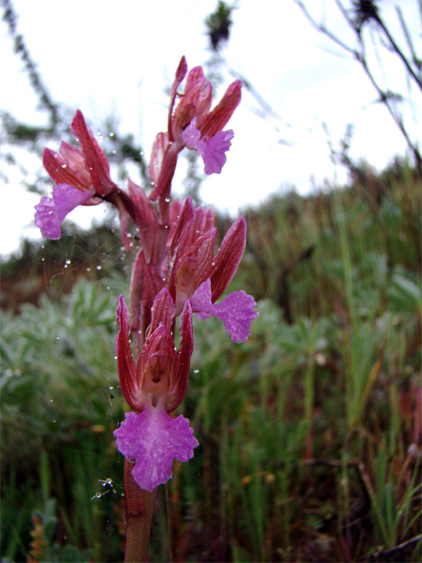 Orchidee spontanee da identificare